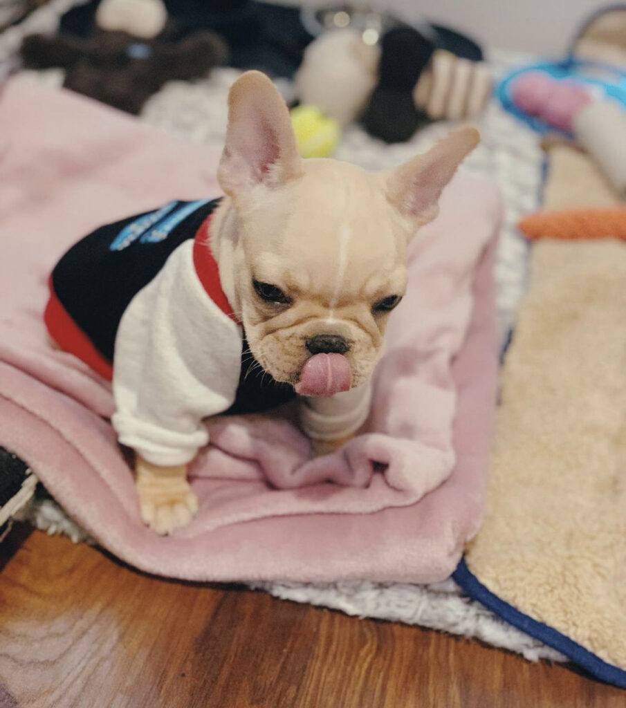 franse bulldog