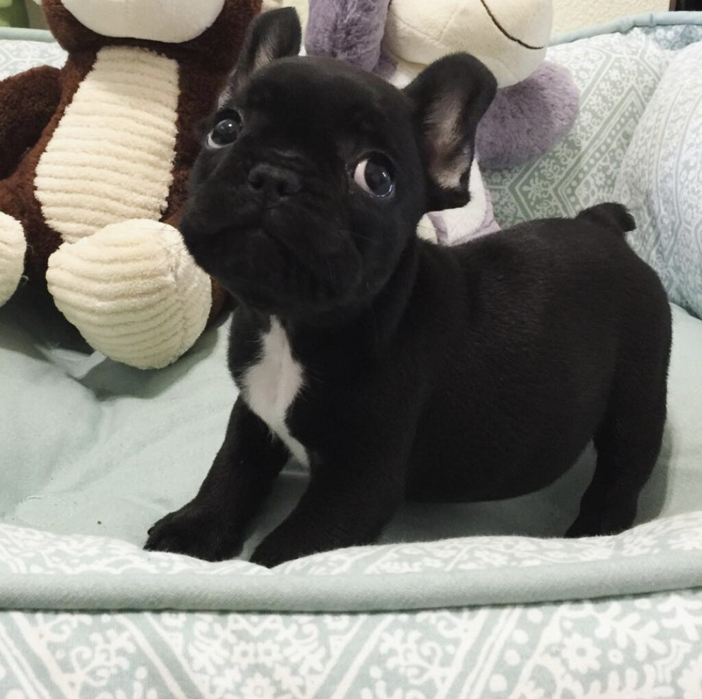 franse bulldog
