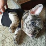 Französische Bulldogge welpen