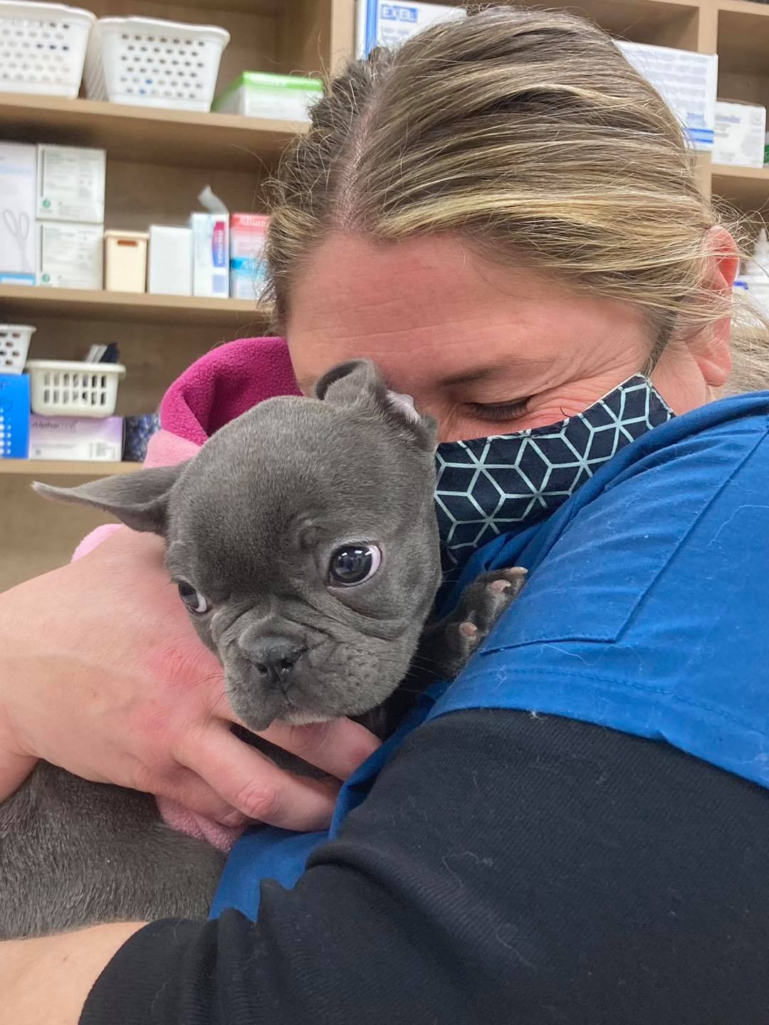 Französische Bulldogge zu verkaufen