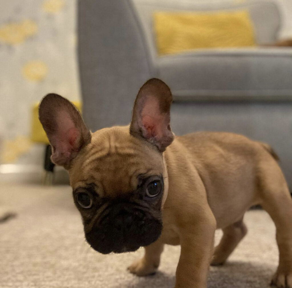 franse bulldog