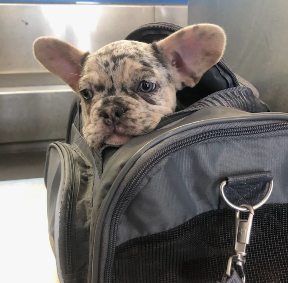 Französische Bulldoggen kaufen