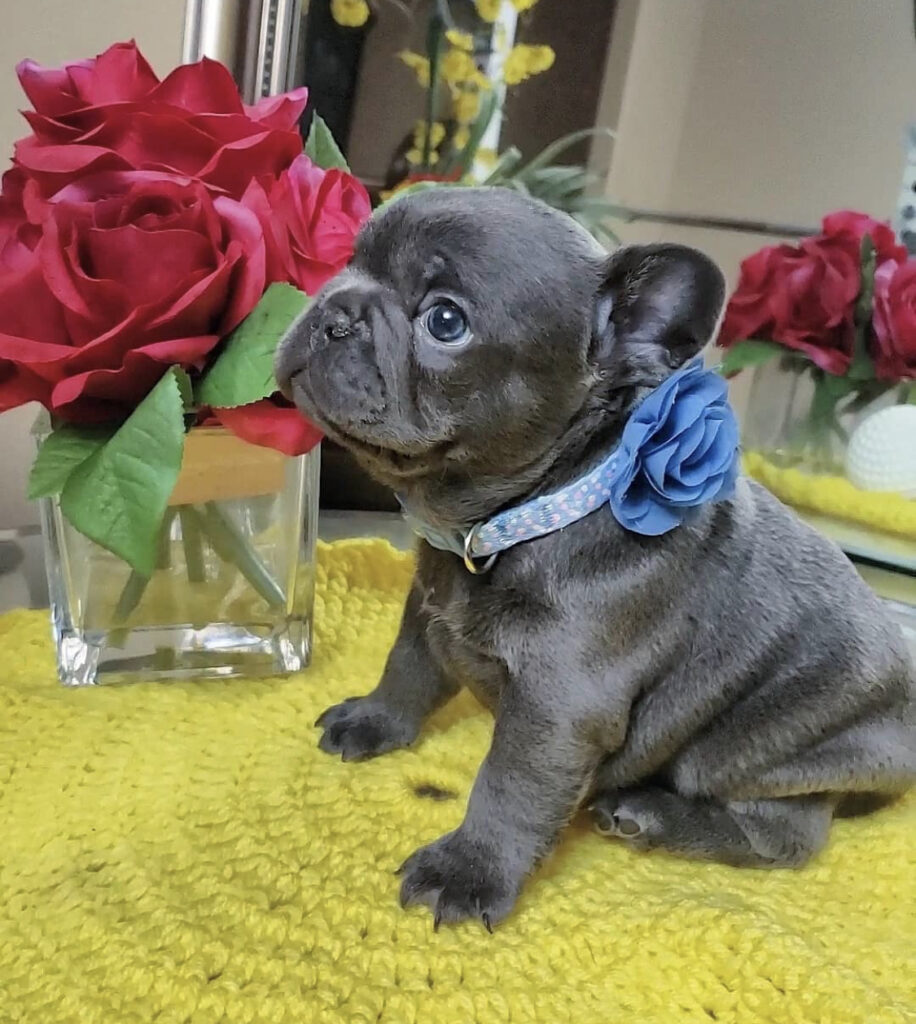 franse bulldog te koop