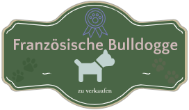 Französische Bulldogge welpen