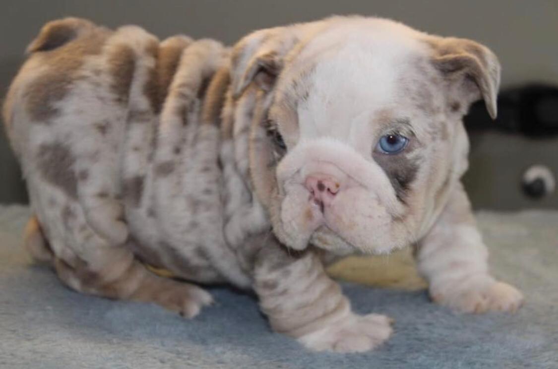 englische bulldogge welpen