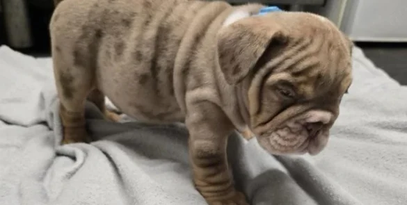 Englisch Bulldoggen kaufen