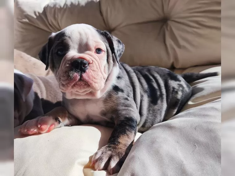 Englische Bulldoggen welpen zu verkaufen