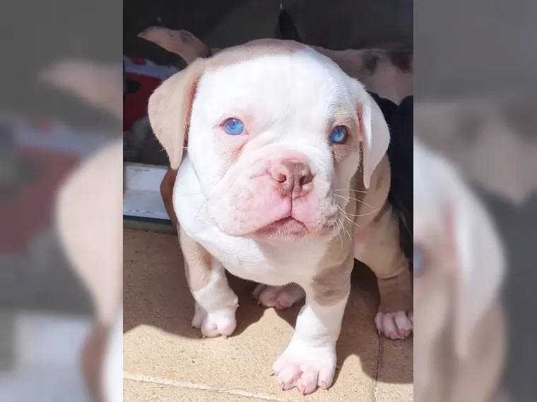 Englische Bulldoggen welpen zu verkaufen