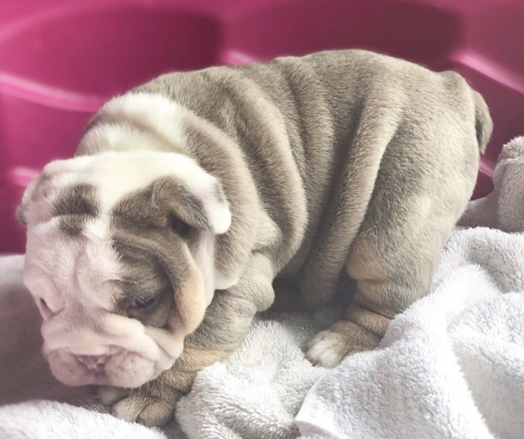 englische bulldogge welpen