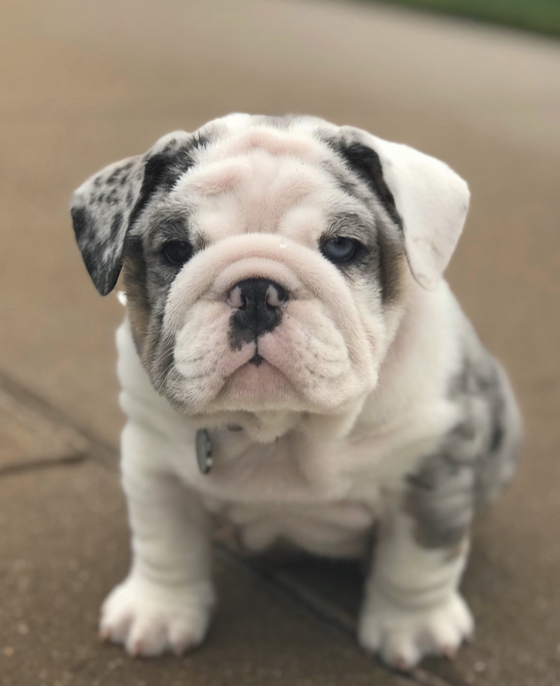 englische bulldogge welpen kaufen
