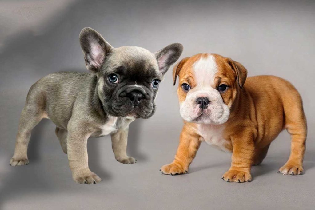 Französische Bulldogge zu verkaufen