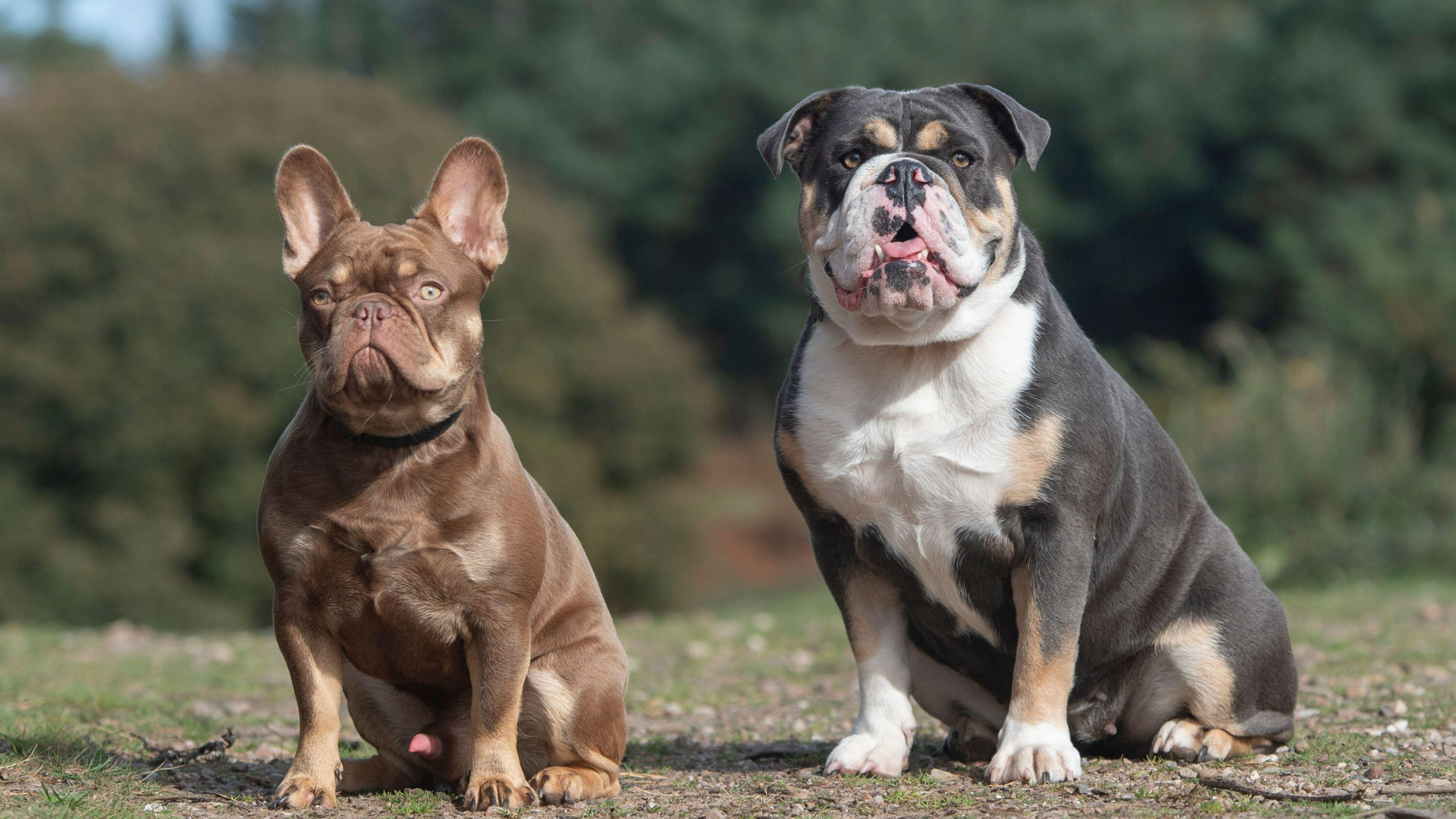 Englische Bulldogge